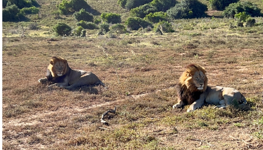Lions